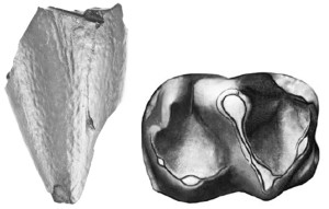 Paleogene mammal teeth from Antarctica studied by Ross MacPhee and collaborators. The purported sloth tooth is on the left (in front view), and the Antarctodon tooth is on the right (in top view). Images from papers by MacPhee and Reguero (2010) and Bond et al. (2011), respectively