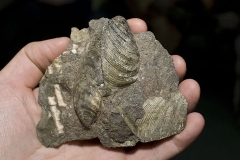 Inoceramid clams (Salisbury) alt