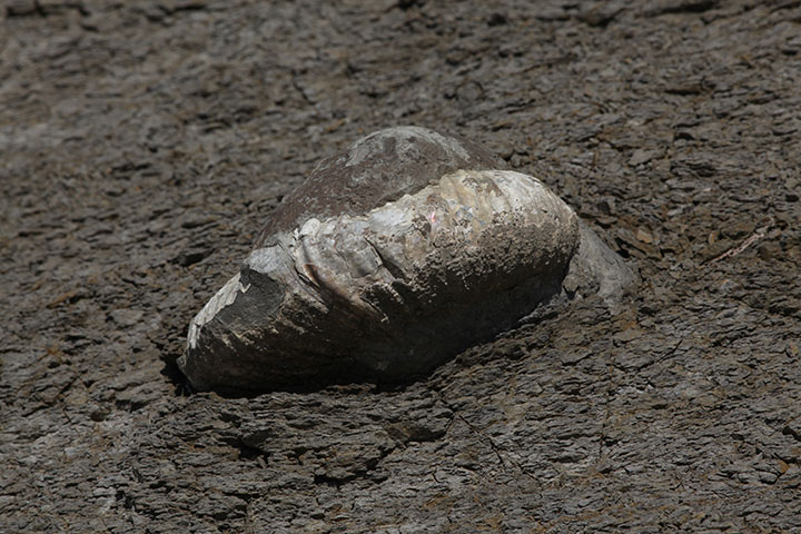 Ammonite in situ (Meng) alt