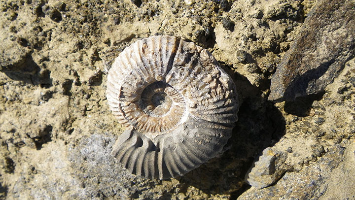 Gunnarites ammonite (Gorscak) alt