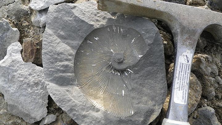 Maorites ammonite (Gorscak) alt