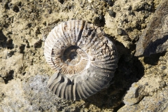 Gunnarites ammonite (Gorscak) alt