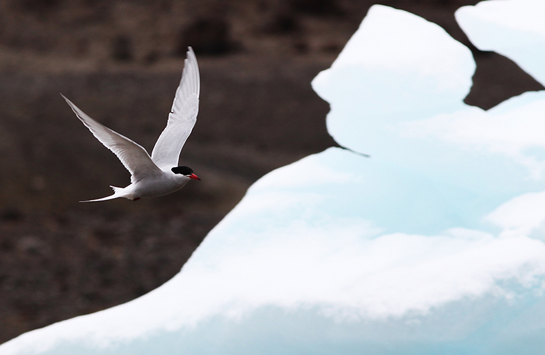 Antarctic tern (Meng) alt