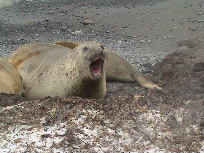 Elephant seal (O'Connor) alt