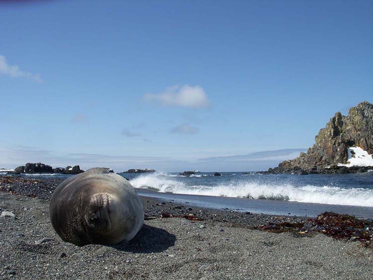 Elephant seal (Strganac) alt
