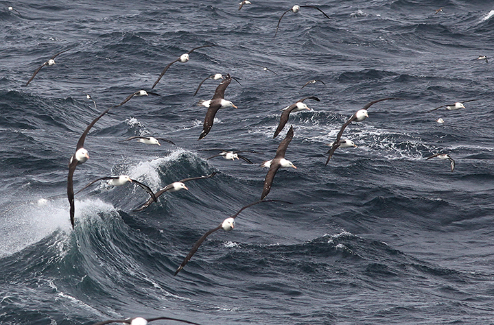 Tons of albatross (Meng) alt