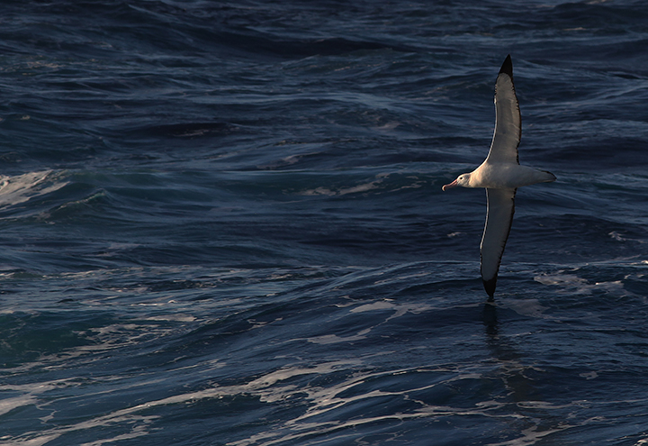 Wandering albatross (Meng) alt