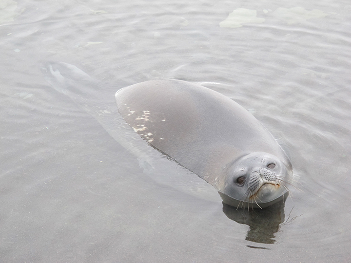Weddell seal (Sertich) alt