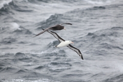 Albatross & giant petrel (Meng) alt