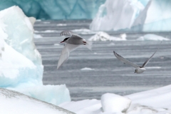 Antarctic terns (Meng) alt