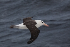 Blackbrowed albatross 2 (Meng) alt