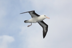 Blackbrowed albatross (Meng) alt