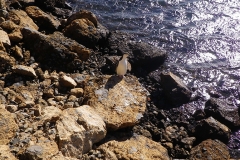 Chinstrap penguin (Gorscak) alt