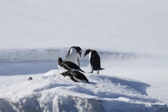 Gentoo penguins (O'Connor) alt