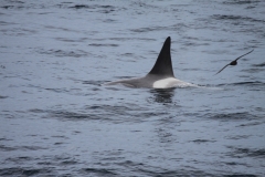 Orca dorsal fin (O'Connor)