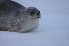 Seal (O'Connor)