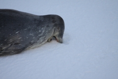Seal bites ice (O'Connor)