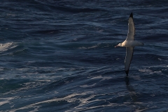 Wandering albatross (Meng) alt