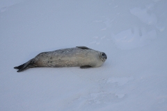 Weddell seal (O'Connor) alt