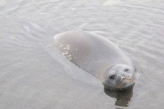 Weddell seal (Sertich) alt